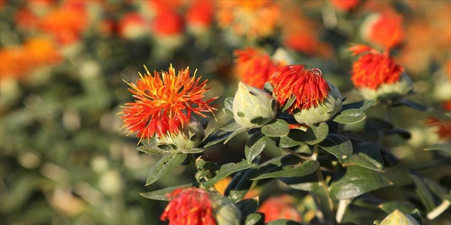 Bitki çeşitlerinin kaydı için elektronik başvuru