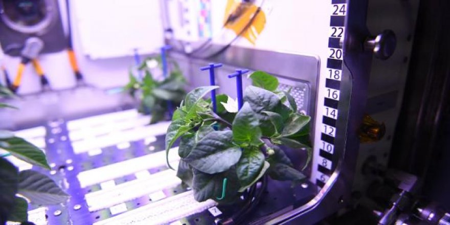 Biber fideleri uzayda çiçek açtı