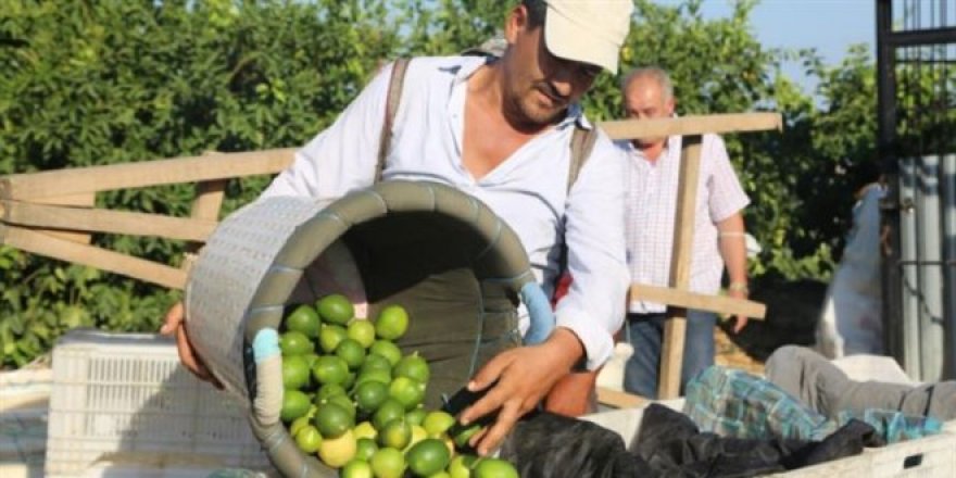 Sezonun ilk limonu! Dalında 3 lira