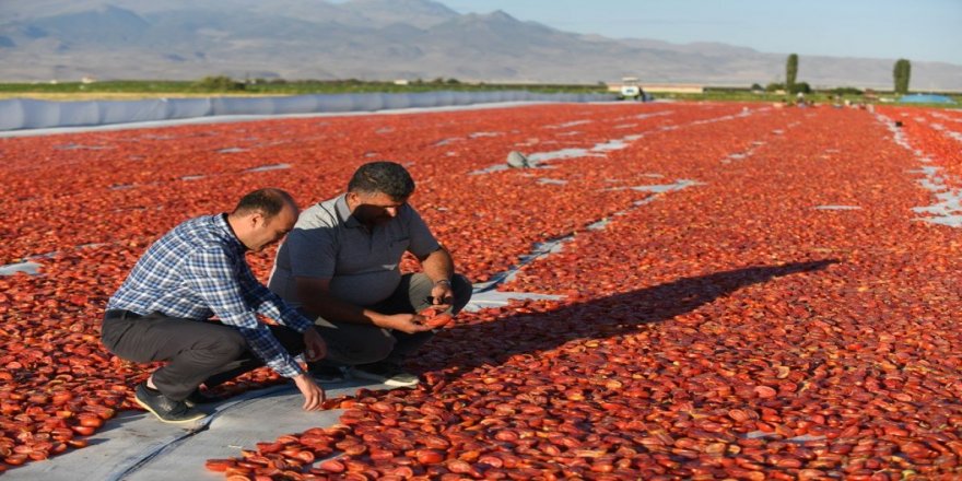 Erciyes eteklerinde kuru domates mesaisi