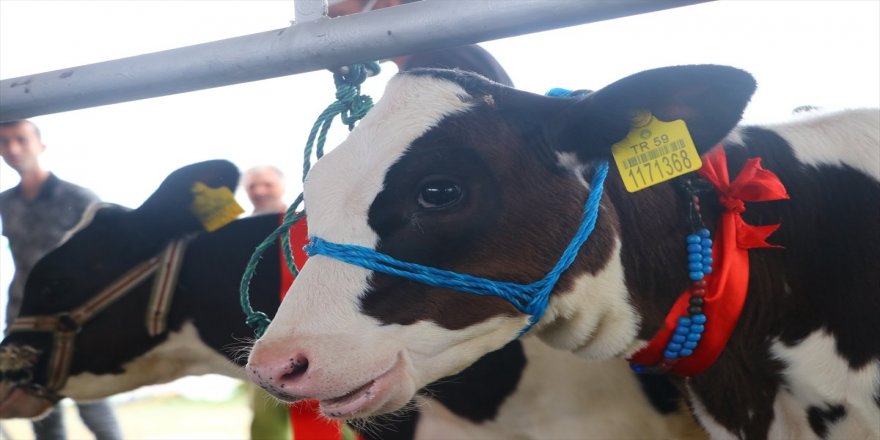 Tekirdağ'da "Buzağı Güzellik Yarışması" yapıldı