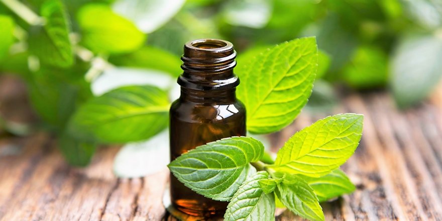Kainat eczanesinden nane yağı bir çok rahatsızlığa şifa oluyor