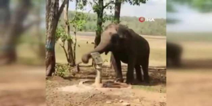 Fil, su içmek için pompa kullandı ama israf etmedi