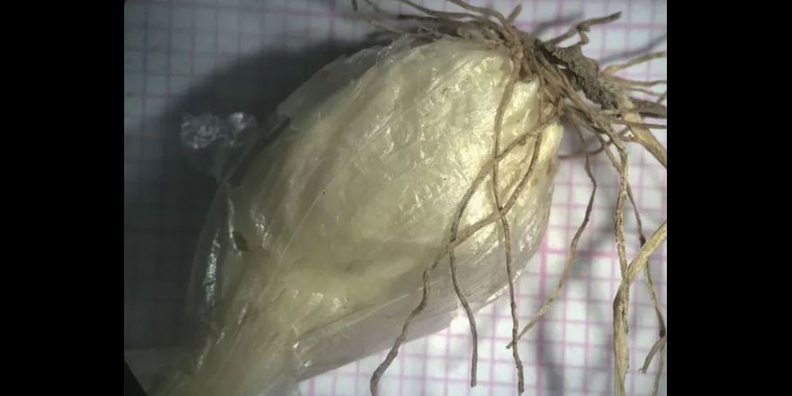 Mardin'in Artuklu ilçesinde yeni bir yabani soğan türü keşfedildi