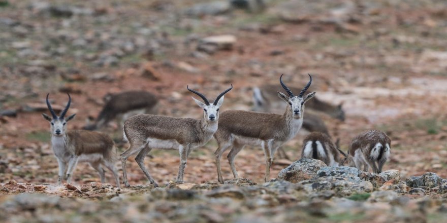 Urfa’da soyu tükenmekte olan ceylanlar acımasızca çalınıyor