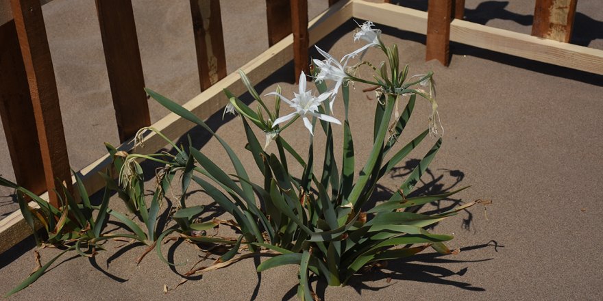 Sahillerdeki kum zambakları tahta çitlerle korunuyor