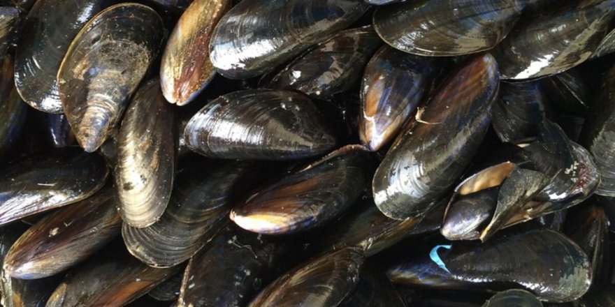 Bir midye saatte 10 litre suyu süzüyor