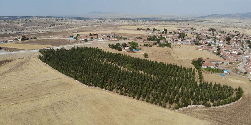 Arabasını satarak büyüttüğü ormanı mahallesine miras bıraktı