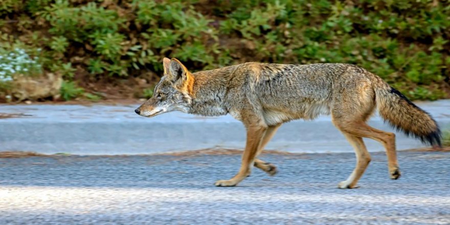 Kanada'da onlarca çakal öldürülecek
