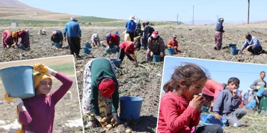 Okullar açıldı ama onlar hala tarlada: Yükleri büyük minikler