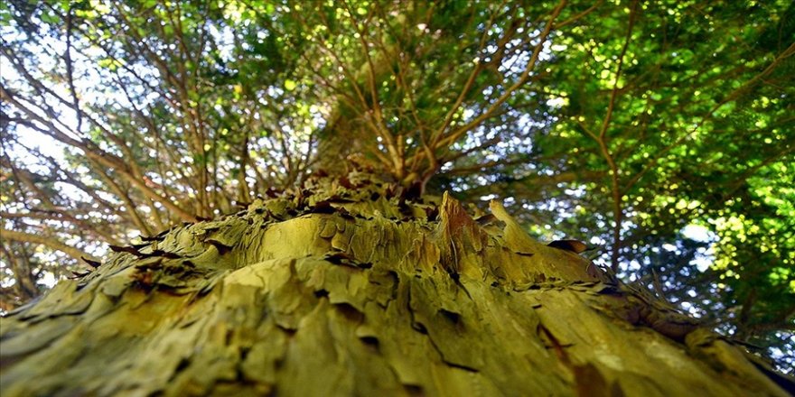 Porsuk ağacında kansere şifa olacak ilaç bileşiği tespit edildi