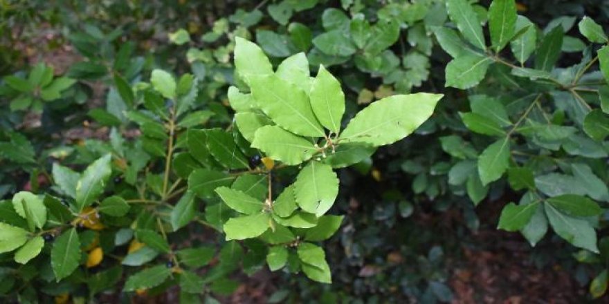 Hatay'dan tüm dünyaya defne yaprağı ihraç ediliyor