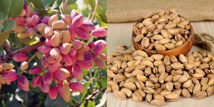 Fıstık, tarlada 28, tezgahta 120 lira