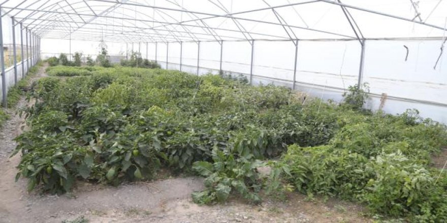 İki bin rakımlı ovada meyve ve sebze hasadı