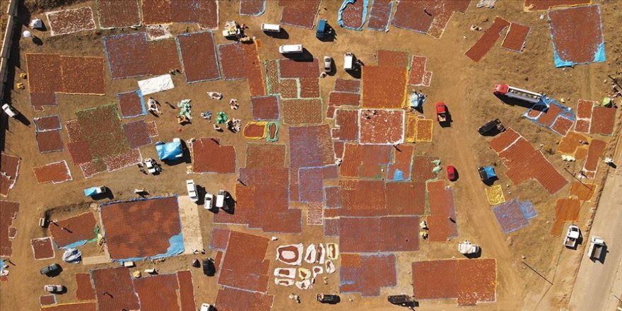 Şebinkarahisar fındığını kurutmaya çalışan üreticilerin akınına uğradı