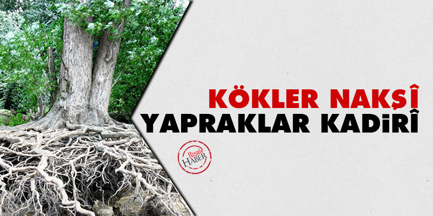 Kökler Nakşî, yapraklar Kadirî