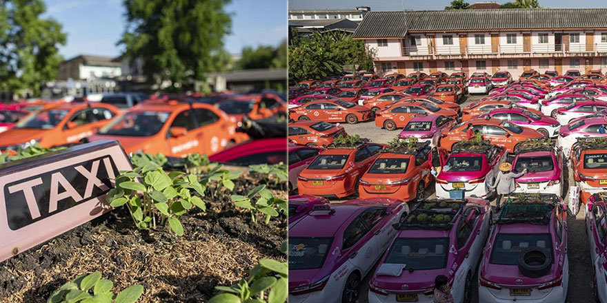 Kullanılmayan taksiler sebze bahçesine dönüştürüldü