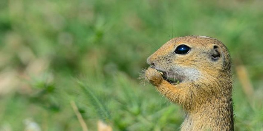 Altın mantolu yer sincabı insanlara benzer karakter özelliklerine sahip