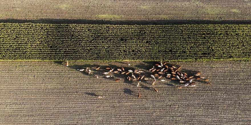 Besicilerin kış hazırlığı için yoğun mesaisi sürüyor