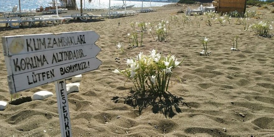 Kum zambaklarını koparmanın cezası resmen servet!