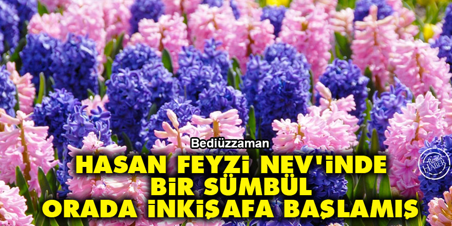 Bediüzzaman: Hasan Feyzi nev'inde bir sümbül orada inkişafa başlamış