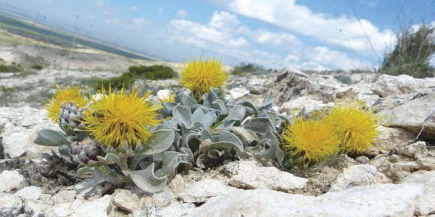 Türkiye'de kuraklığa dayanıklı 173 bitki türü tespit edildi
