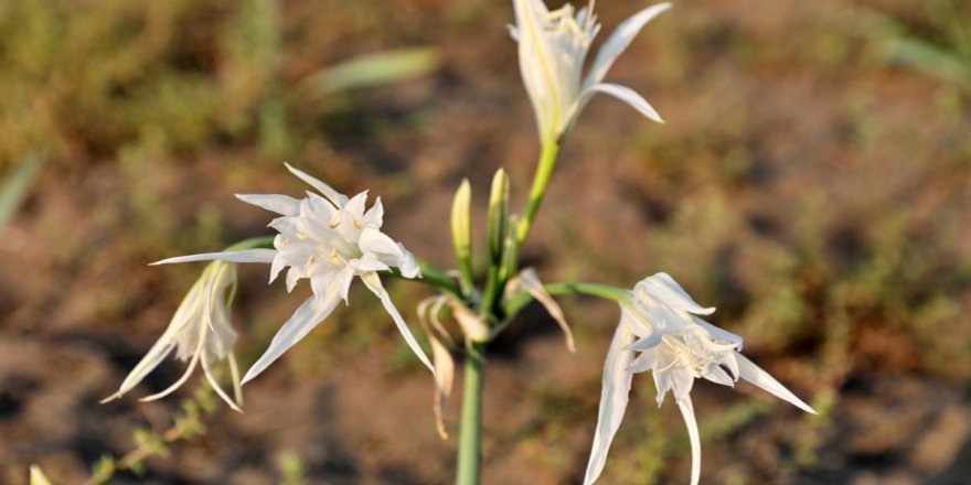 Bu çiçekleri koparmanın bedeli 77 bin lira!
