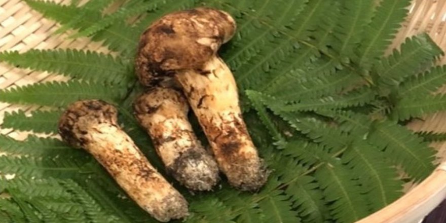 3 adet mantar 65 bin liraya satıldı