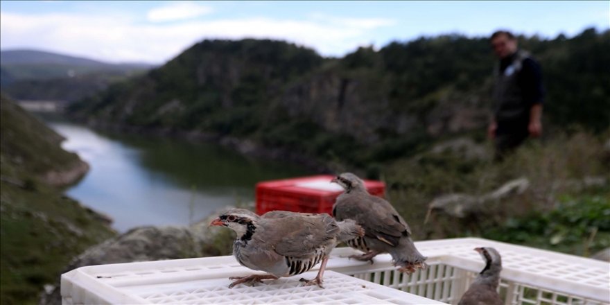 Ardahan'da 400 kınalı keklik hürriyete kavuştu