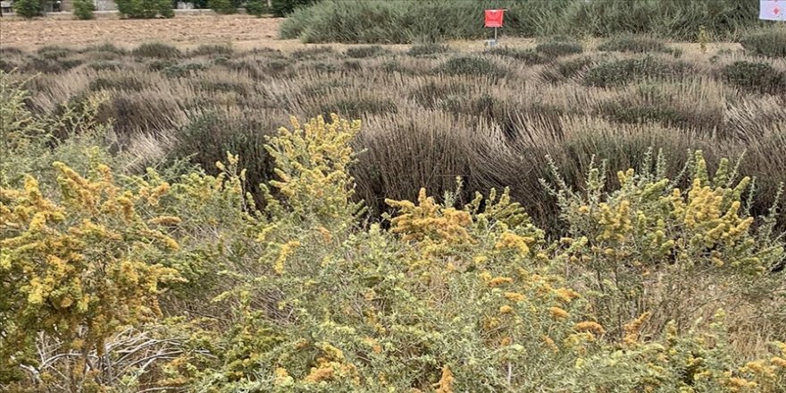 Erozyonla mücadelenin 'marifetli bitkisi' küçükbaş hayvanların da besini oldu