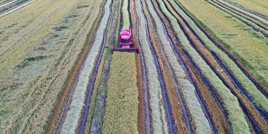 Türkiye'nin çeltik ambarı Edirne'de hasat başladı