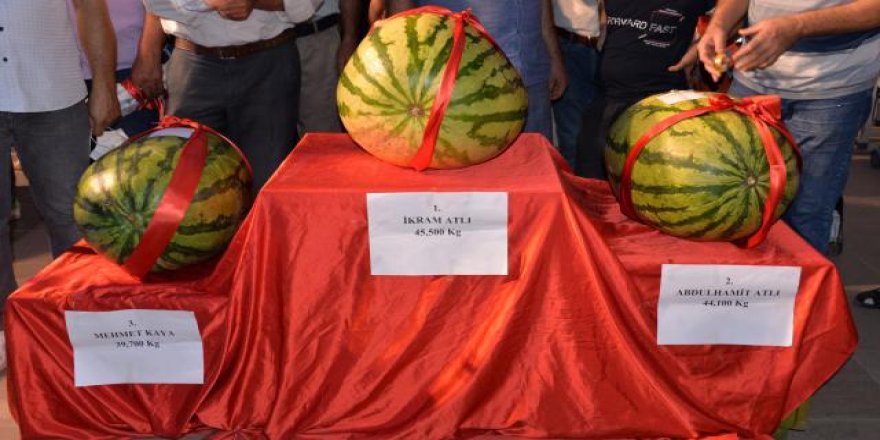 Festival şampiyonu 45,5 kiloluk karpuz oldu