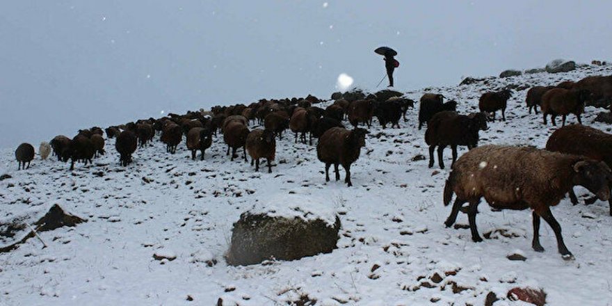 Koyun sürüsü kar ve tipiye yakalandı