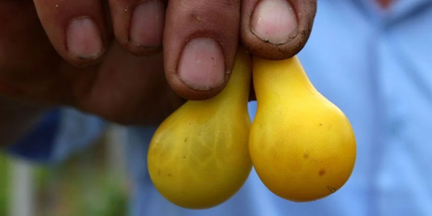 Kainat eczanesinden nimetler: Armut değil domates