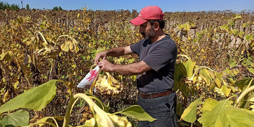 Ne kamera var ne gören biri, hayırlı bir eş ve kalplerindeki yasakçı 'helallik notu' yazdırdı