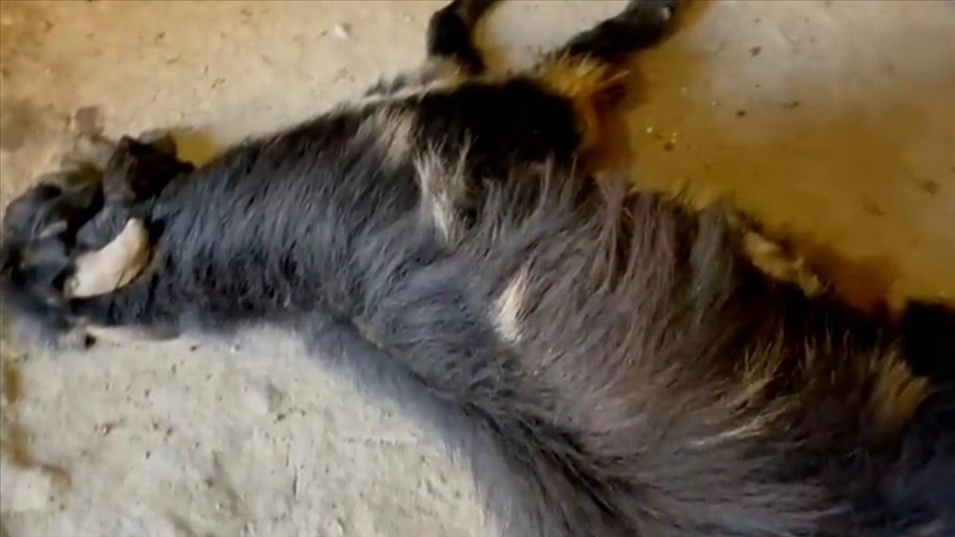 İşgalci Yahudiler Filistinlilerin keçilerini de bıçakladı, katletti