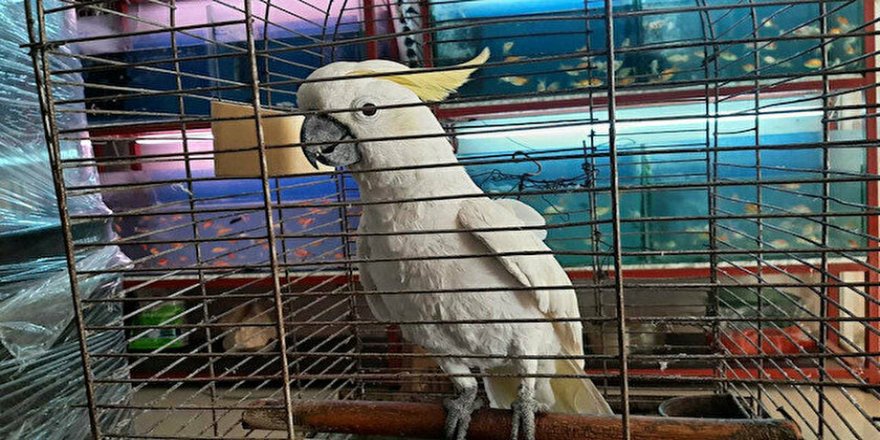 Osmaniye'deki papağanın yaşını duyanlar şaşırıyor