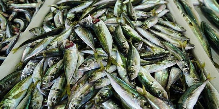 Hamsinin yerini İstavrit aldı: Kilosu 10 liraya kadar düştü