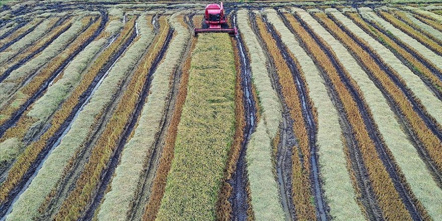 Çeltik üreticileri verim ve kaliteden memnun