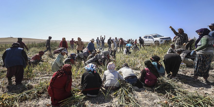 Mevsimlik tarım işçilerinin zorlu mesaisi sürüyor