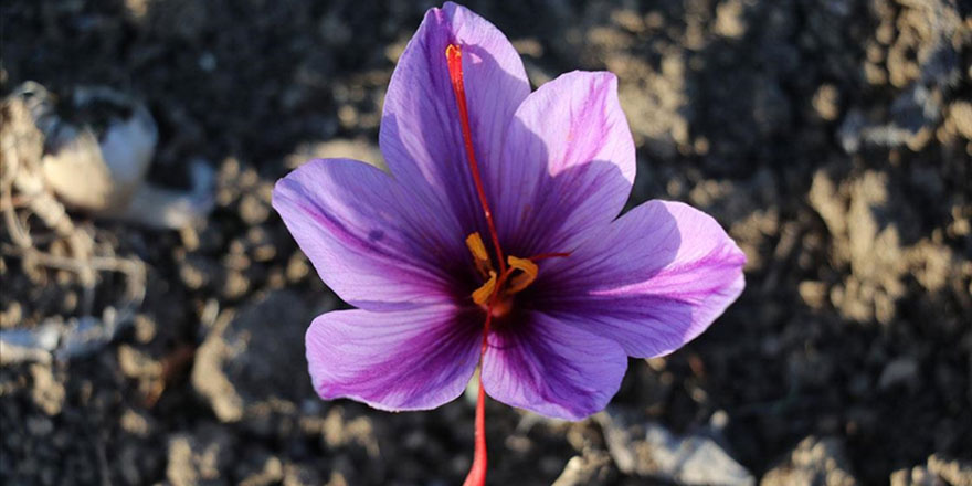 'Mucize bitki' olarak adlandırılan safran çiçek açtı