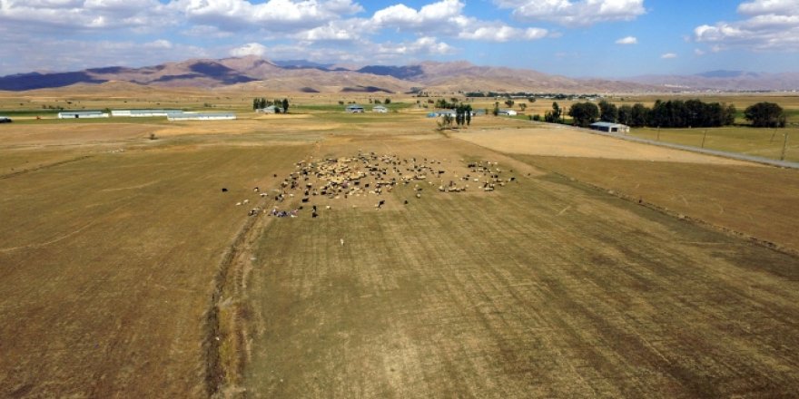 Yüksekova'da son 50 yılın en kurak dönemi