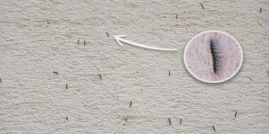 Düzce'de evleri tırtıl bastı