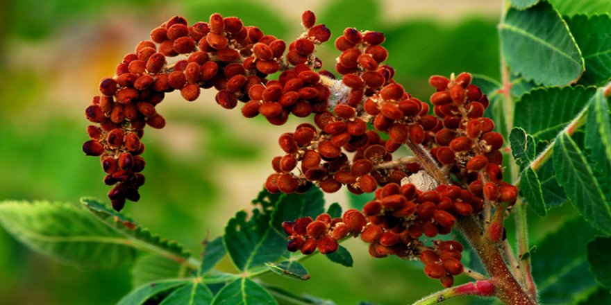 Sumak'ın faydaları saymakla bitmiyor! Ekonomiye 80 milyon liralık gelir sağladı