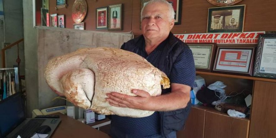 Mersin'de dev mantar bulundu