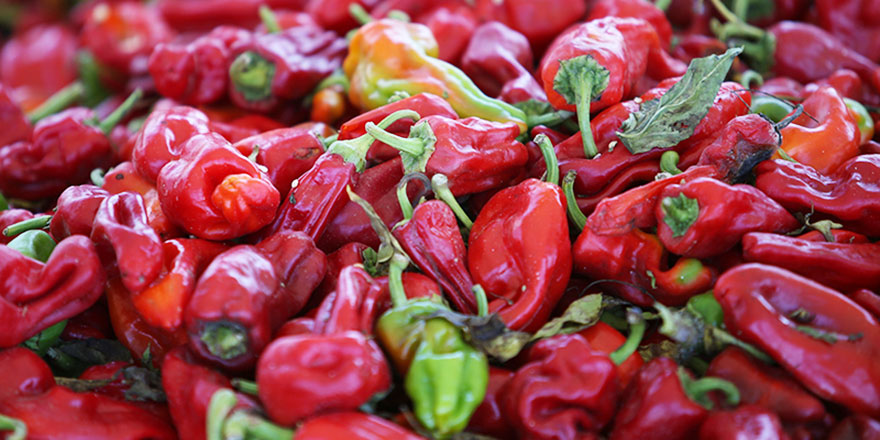 Yedikleri acı biber, Nobel Tıp Ödülü'nü kazandırdı