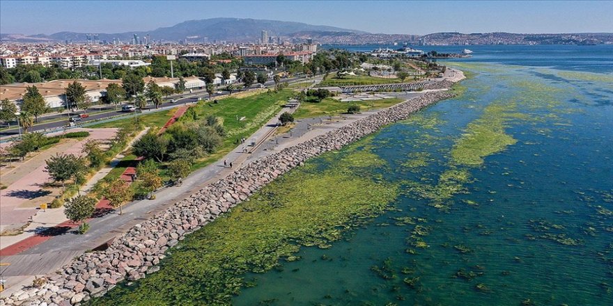 İzmir Bostanlı'da kıyıya yakın noktaları deniz marulu kapladı