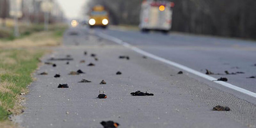 Rusya'da gökyüzünden ölü kuşlar yağıyor