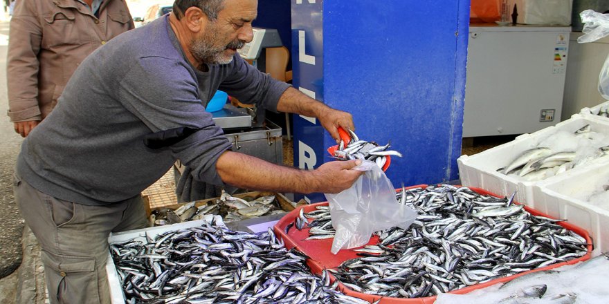 Balık tezgahlarını hamsi ve istavrit süslüyor