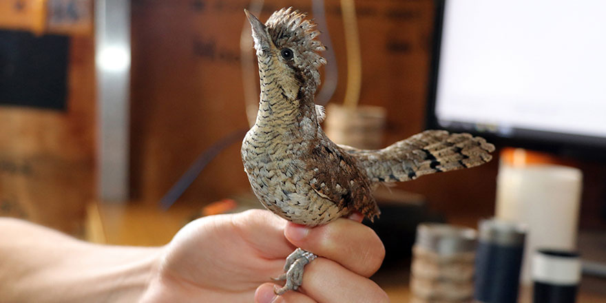 Türkiye'deki kuş türlerinden yüzde 70'i Iğdır'da kayıt altına alındı